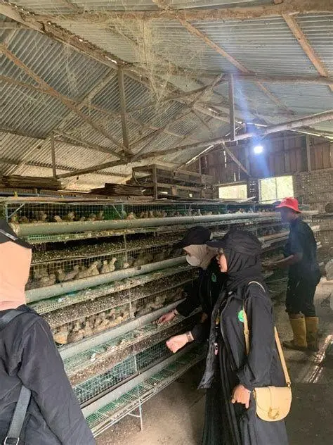 pemasaran burung hasil ternak pemasaran burung hasil ternak