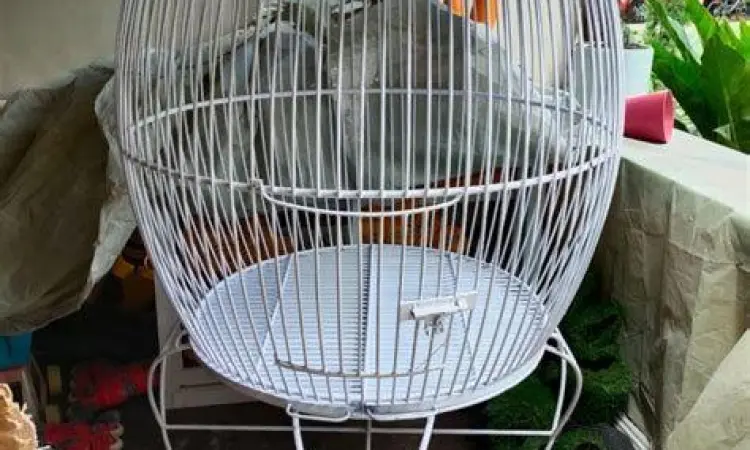 kandang burung beo kandang burung beo