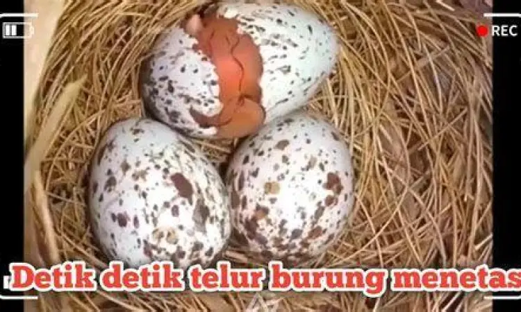 telur burung beo telur burung beo