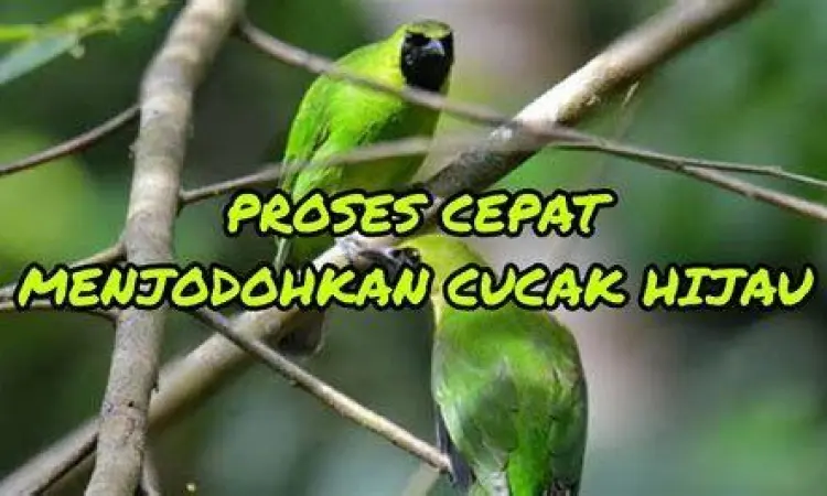 penjodohan cucak ijo