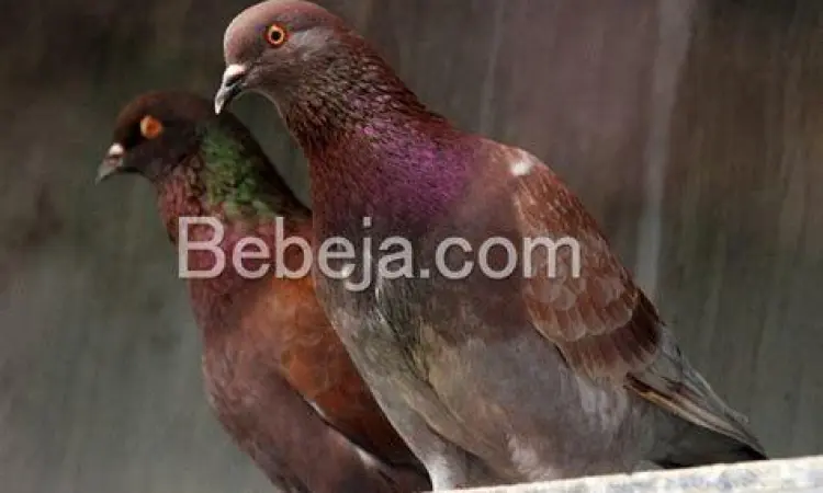 Burung Merpati Balap Burung Merpati Balap