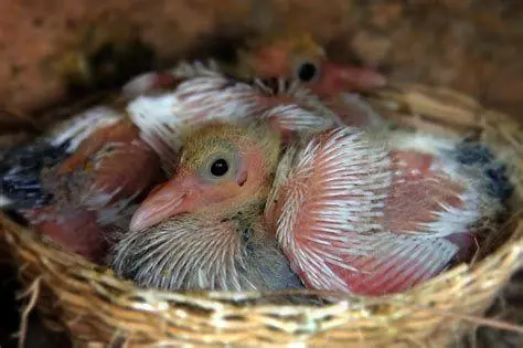 Piyik Merpati Piyik Merpati