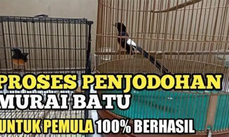 proses penjodohan murai batu