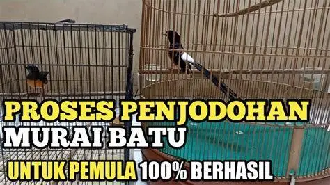 proses penjodohan murai batu proses penjodohan murai batu