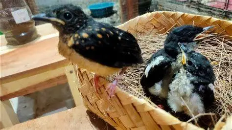 meloloh anakan murai batu meloloh anakan murai batu