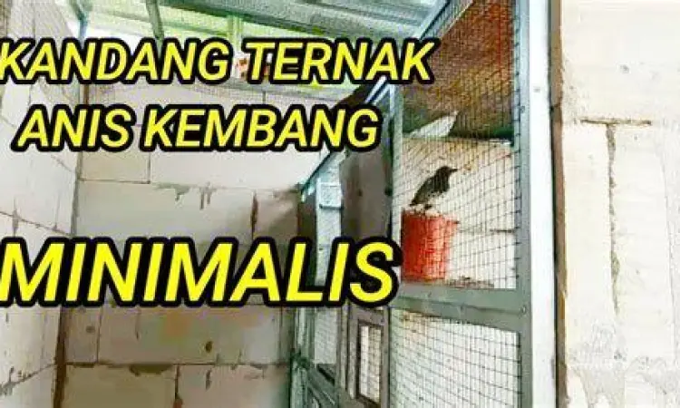 desain kandang ternak anis kembang