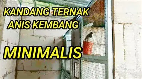 kandang ternak anis kembang desain kandang ternak anis kembang