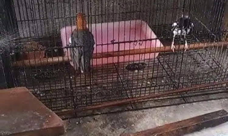 penjodohan anis kembang proses penjodohan burung anis kembang