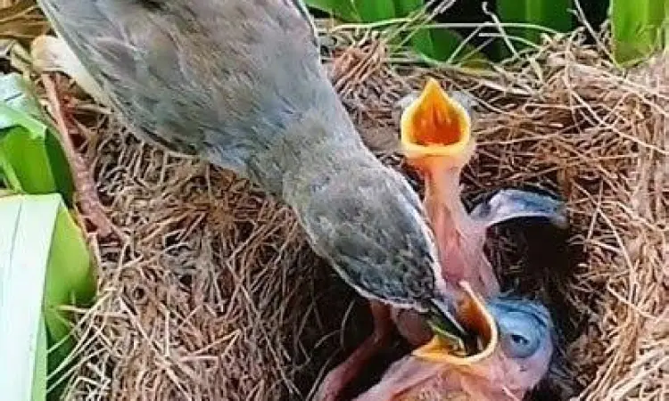anakan burung beo anakan burung beo