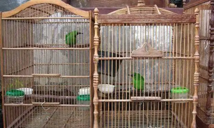 kandang ternak cucak ijo kandang ternak cucak ijo