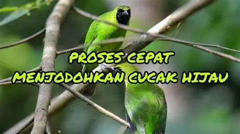 penjodohan cucak ijo penjodohan cucak ijo
