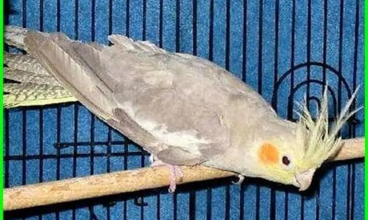 indukan burung falk berkualitas indukan burung falk berkualitas