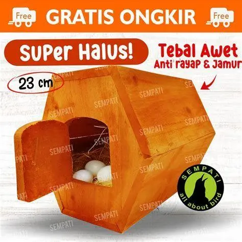 telur burung falk telur burung falk