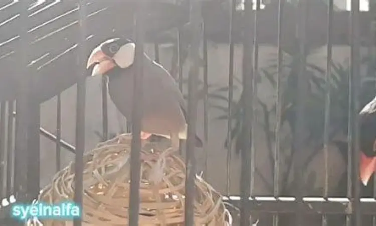 kandang ternak gelatik belong kandang ternak gelatik belong