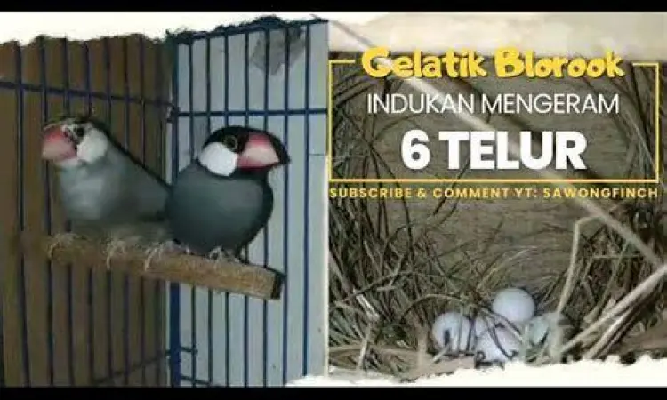 indukan gelatik belong berkualitas indukan gelatik belong berkualitas