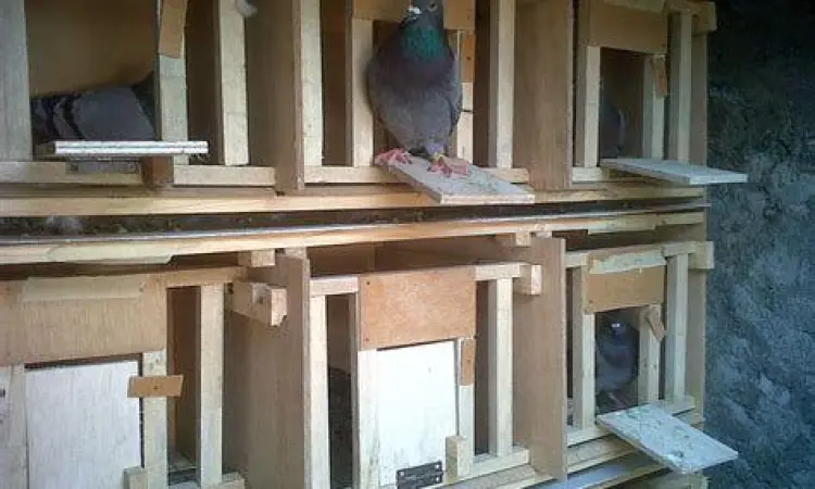 desain kandang merpati kandang burung merpati