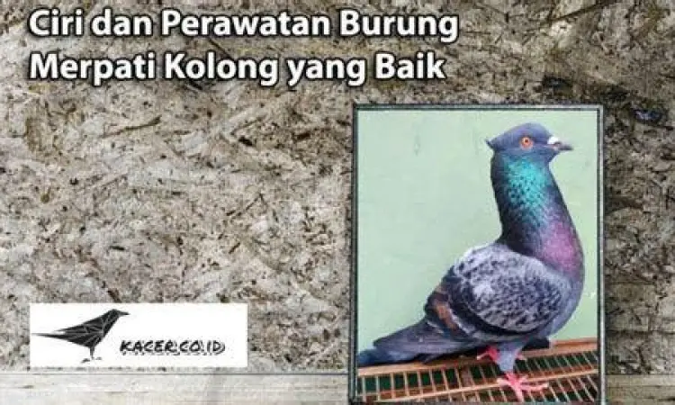 vaksinasi merpati kesehatan merpati