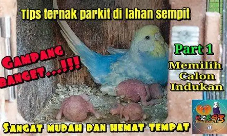 induk burung parkit siapan