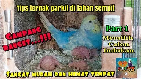 induk burung parkit siapan induk burung parkit siapan
