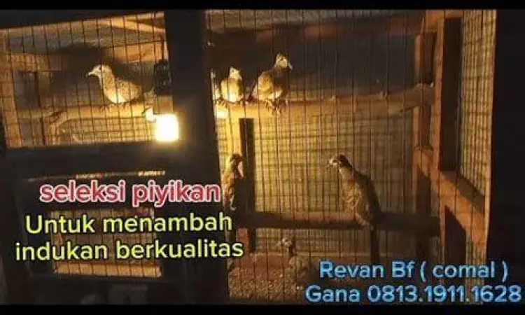 Indukan pleci berkualitas Indukan pleci berkualitas