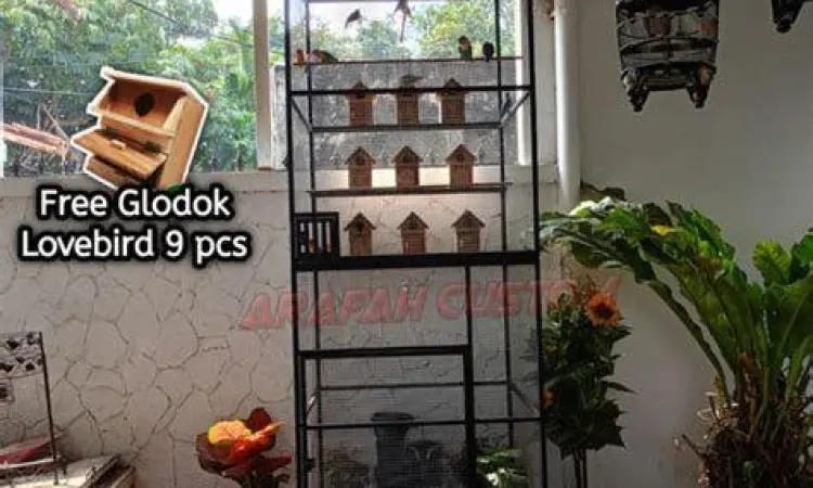 Setting sangkar ternak pleci Setting sangkar ternak pleci