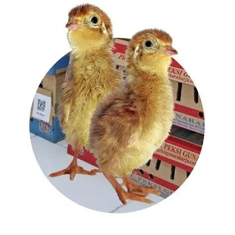 bibit puyuh unggul bibit puyuh unggul