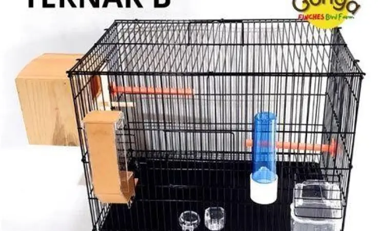 kandang ternak zebra finch
