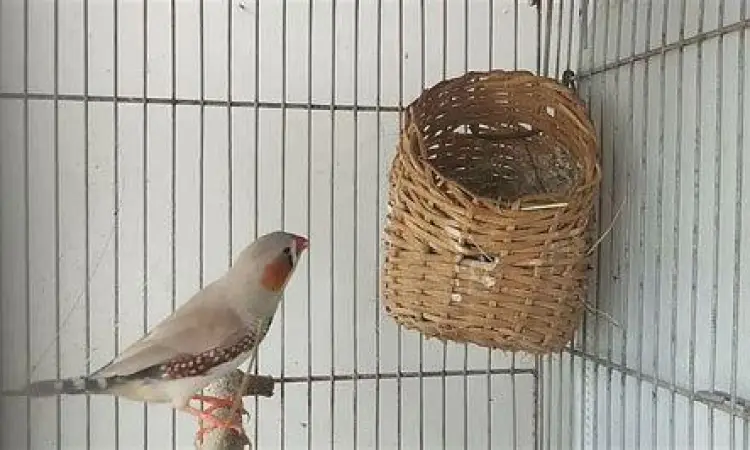 sarang zebra finch