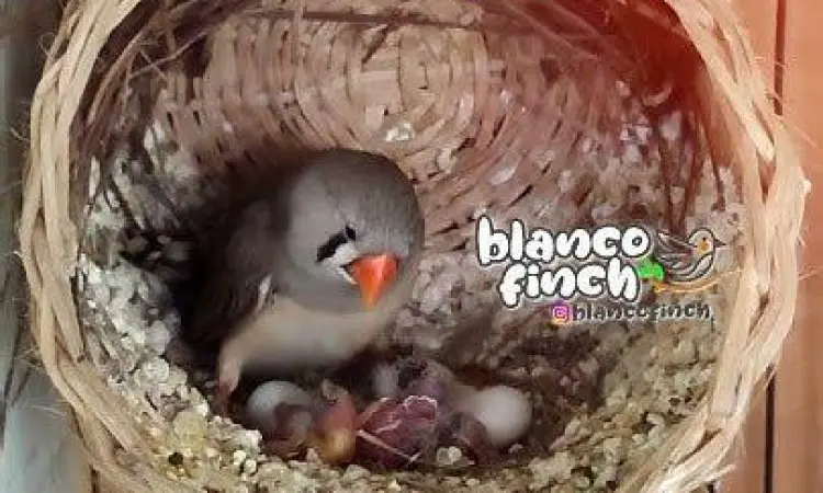 anakan zebra finch