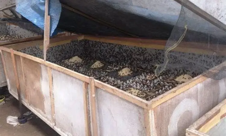 kandang jangkrik budidaya