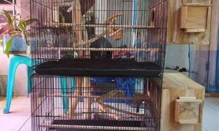 spesifikasi kandang lovebird ternak