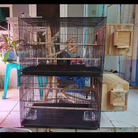 spesifikasi kandang lovebird ternak spesifikasi kandang lovebird ternak