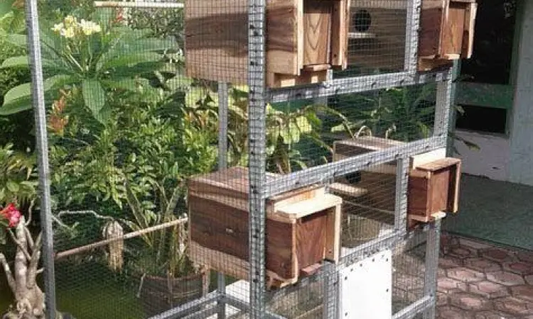 interior kandang ternak lovebird