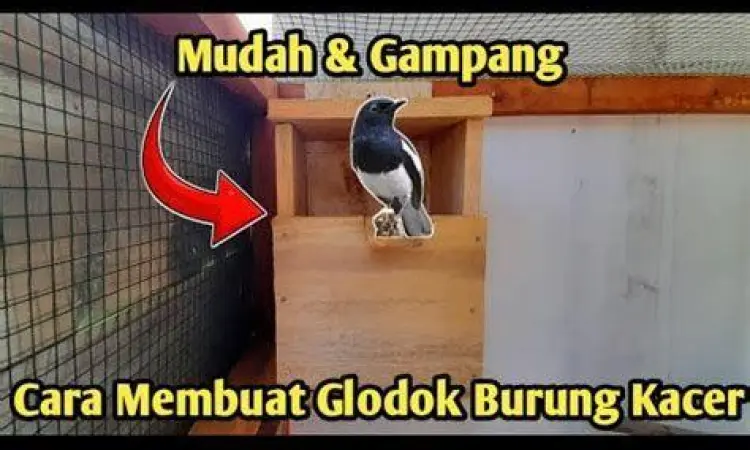 posisi glodok burung kacer