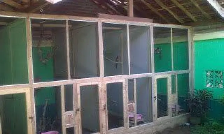 Interior Kandang Murai Interior Kandang Murai
