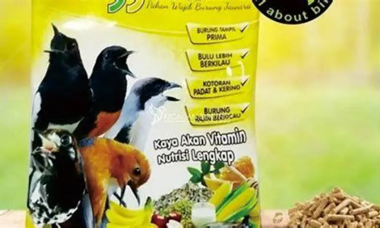 pakan burung kacer pakan burung kacer