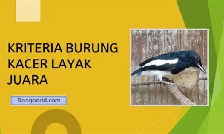 anakan burung kacer anakan burung kacer