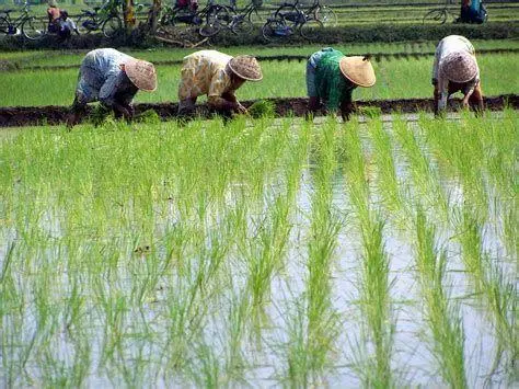Pertanian Padi di Indonesia kegiatan ekonomi bidang usaha agraris