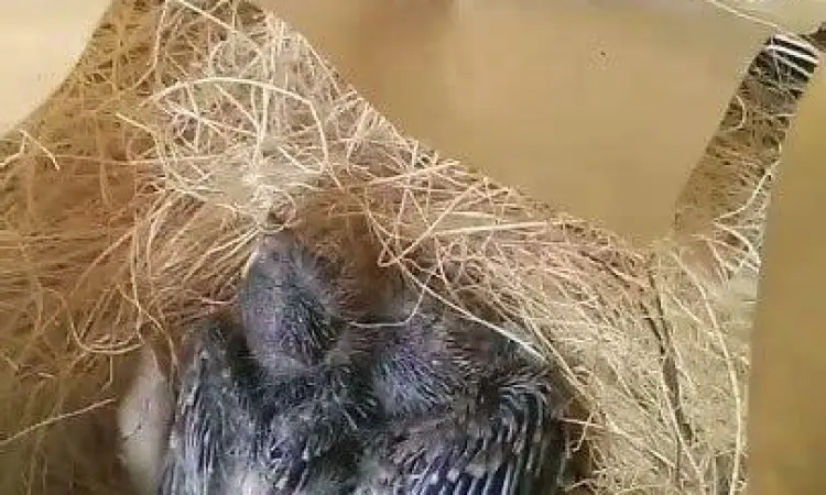 anakan burung sanger anakan burung sanger