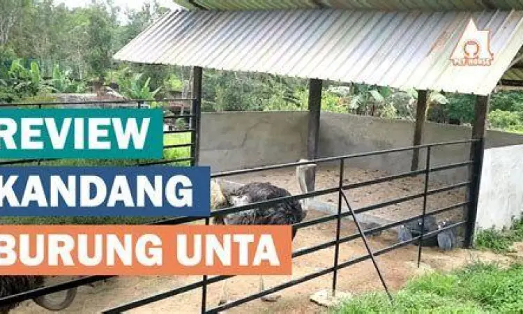 desain kandang peternakan burung unta