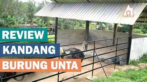 Kandang Burung Unta desain kandang peternakan burung unta