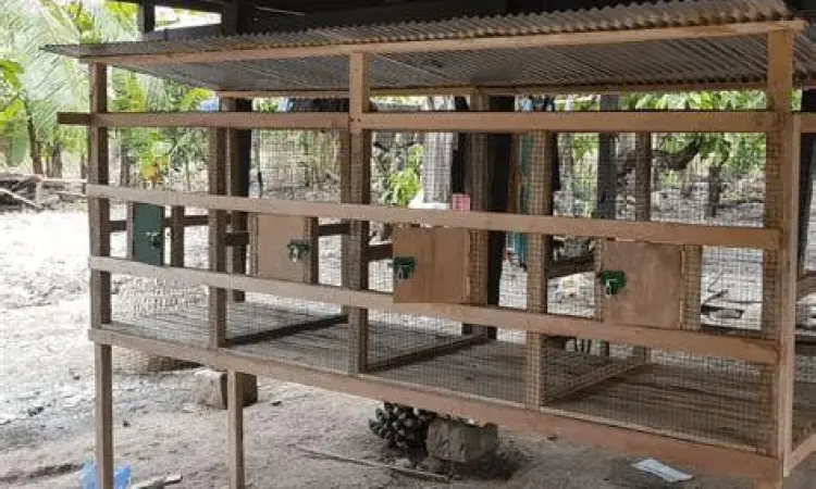 posisi sarang burung perkutut di sudut atas kandang