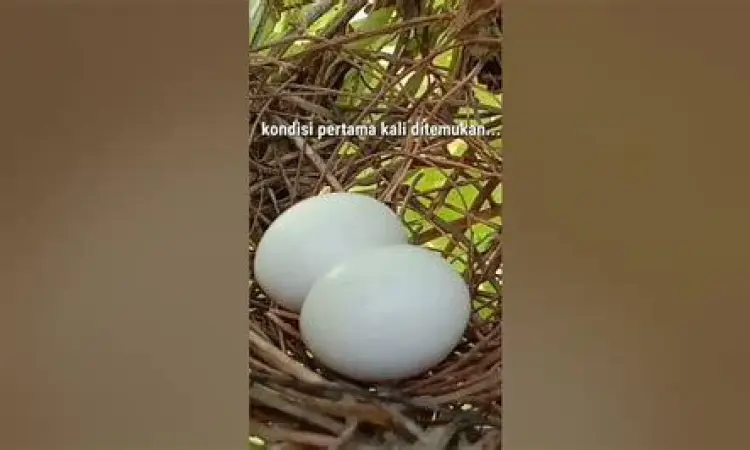 dua butir telur burung perkutut di dalam sarang yang rapi