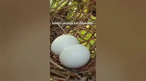 telur burung perkutut ternak dua butir telur burung perkutut di dalam sarang yang rapi