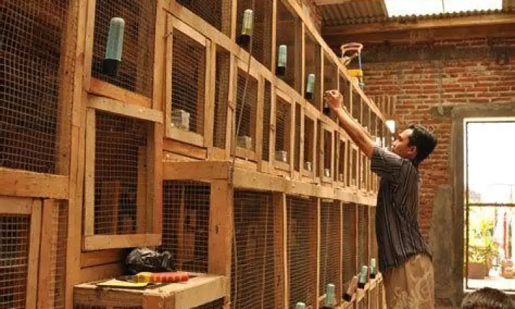 kandang penangkaran burung decu kandang penangkaran burung decu