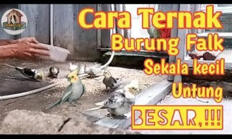 kesehatan burung falk