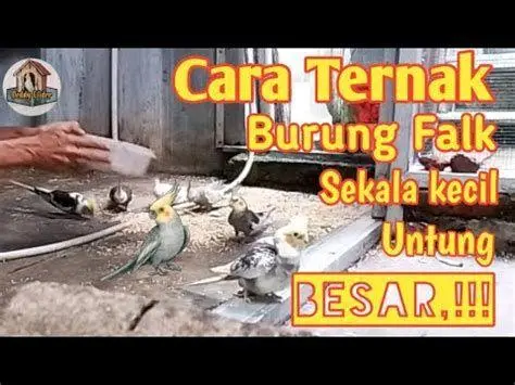 kesehatan burung falk kesehatan burung falk
