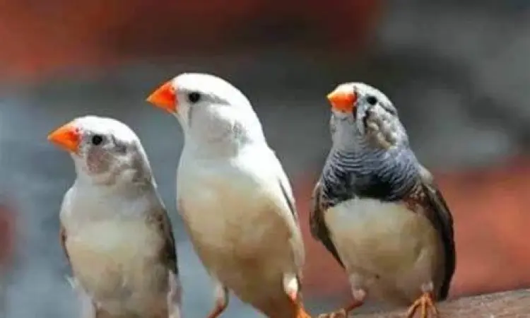 burung zebra finch berkualitas