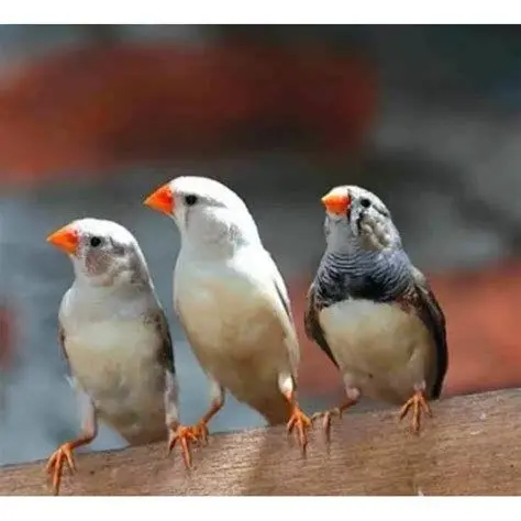indukan zebra finch untuk koloni burung zebra finch berkualitas