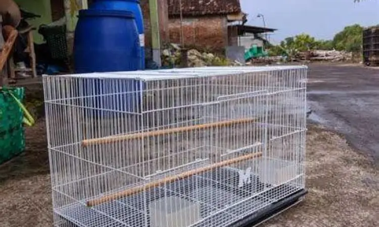 Kandang ternak burung gagak